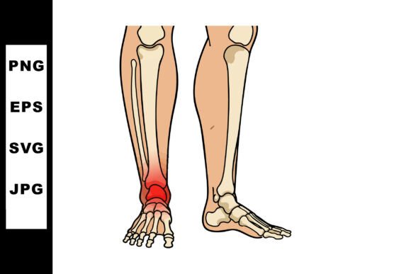 Human Ankle Joint Anatomy Illustration S