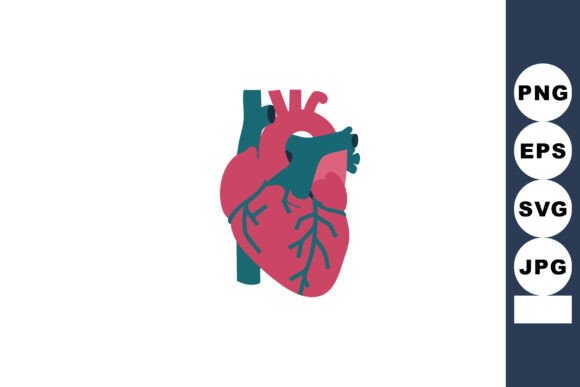 Human Heart Anatomy Illustration Showing