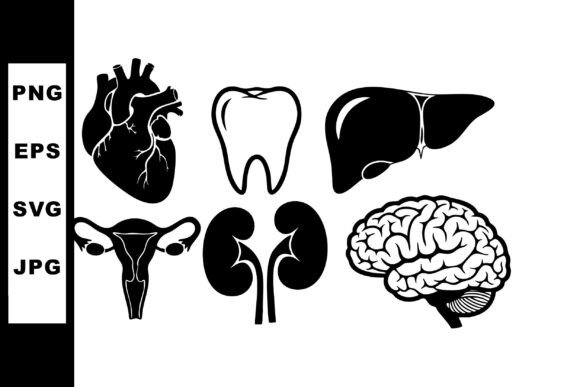 Human Internal Organs Vector Set