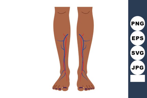 Human Legs Anatomy with Visible Veins