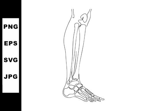 Human Lower Leg and Foot Bone Anatomy Ve