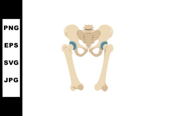 Human Pelvic Bone Anatomy with Femur Bon