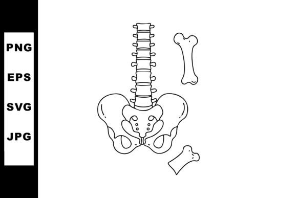 Human Pelvis Spine and Bones Anatomy Vec Review